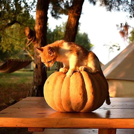 Glamping At A Lovely Tent In Skiaxtro- Marathopoli Villa Kültér fotó