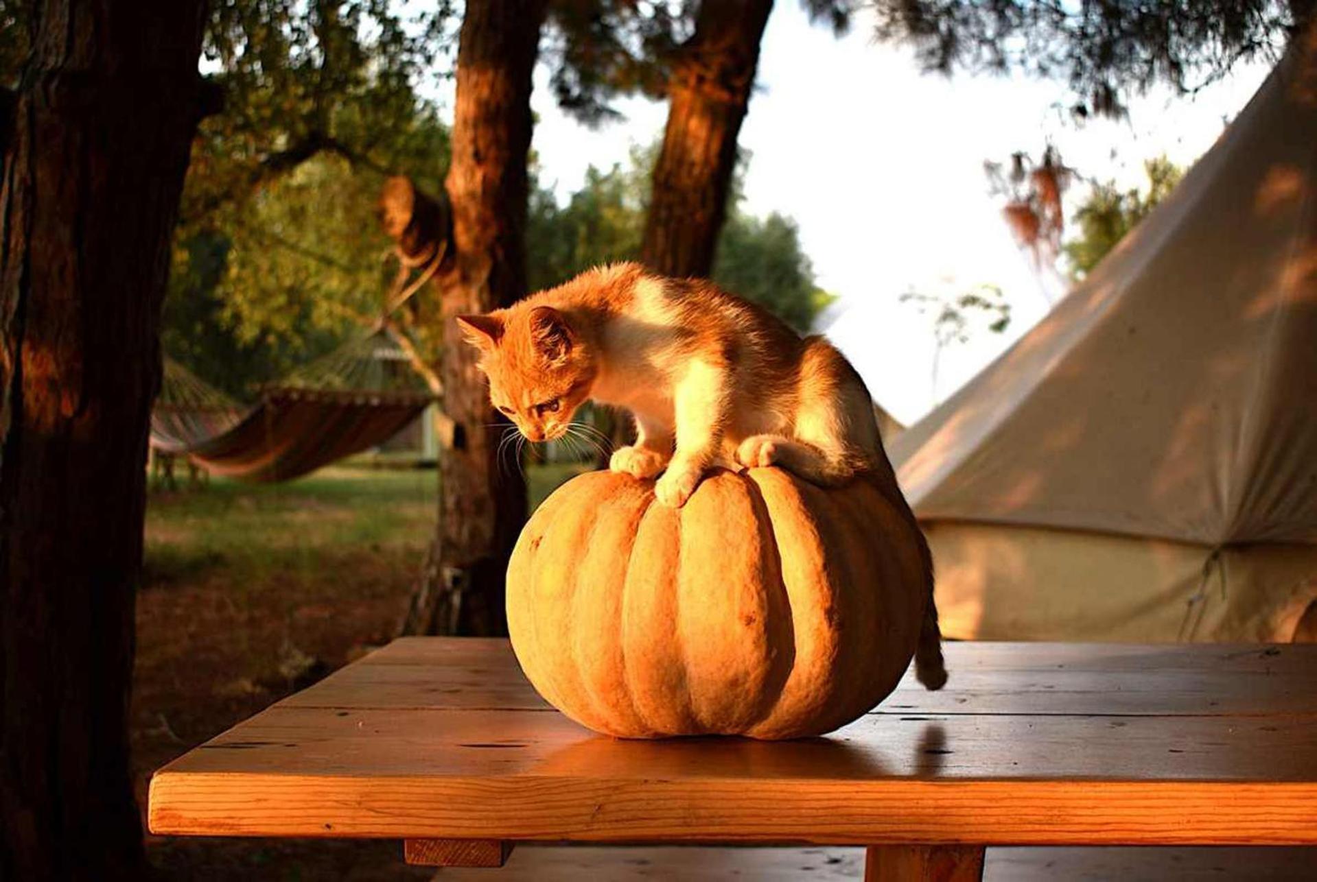 Glamping At A Lovely Tent In Skiaxtro- Marathopoli Villa Kültér fotó